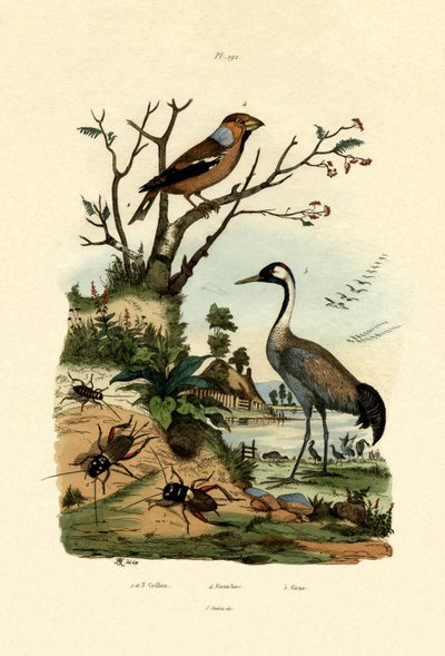 Cırcır böcekleri, 1833-39 by French School